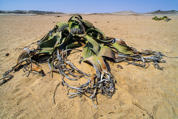 1991-1993 Welwitschia mirabilis